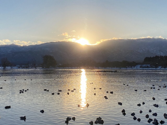 瓢湖ハクチョウ20250221-5