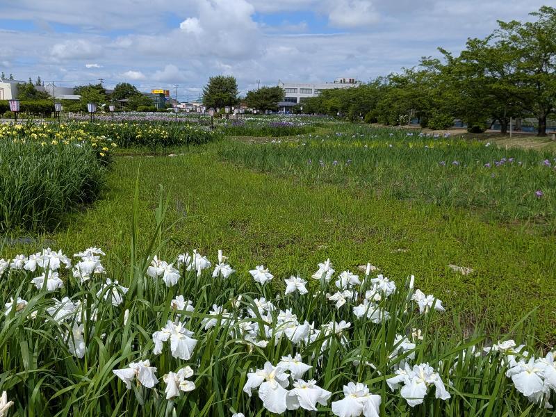 R80610あやめ園-07