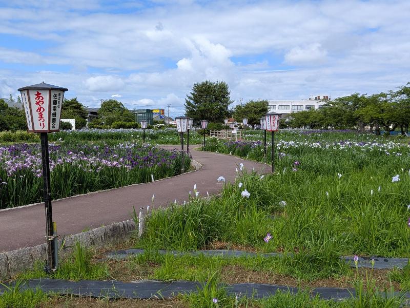 R80610あやめ園-05