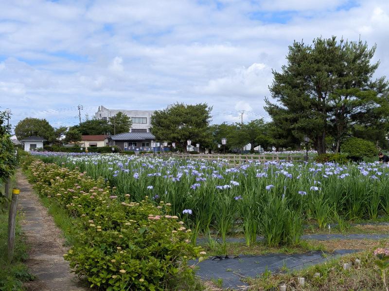 R80610あやめ園-04
