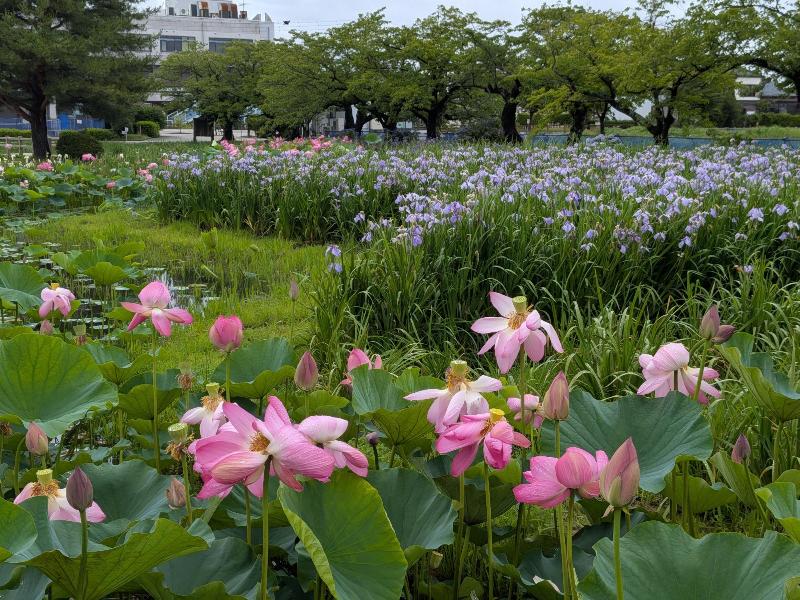 R80703あやめ園ハス-04