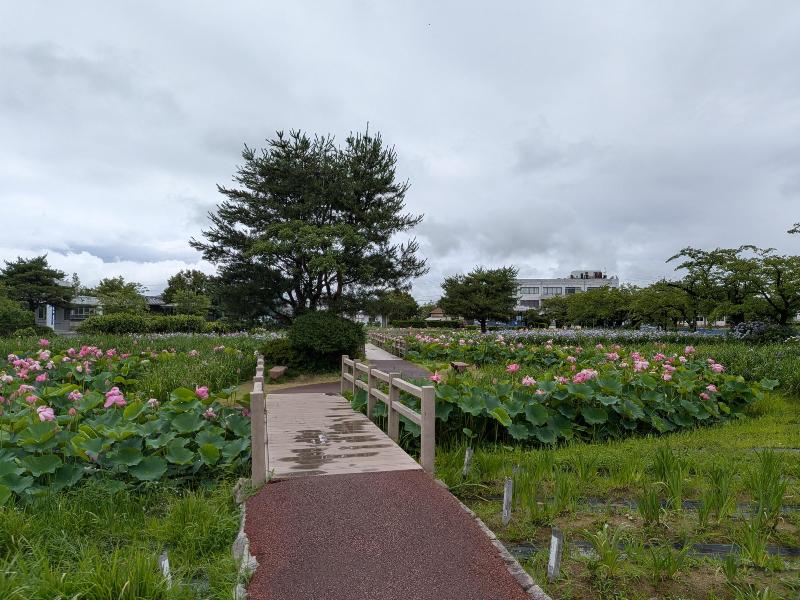 R80703あやめ園ハス-02