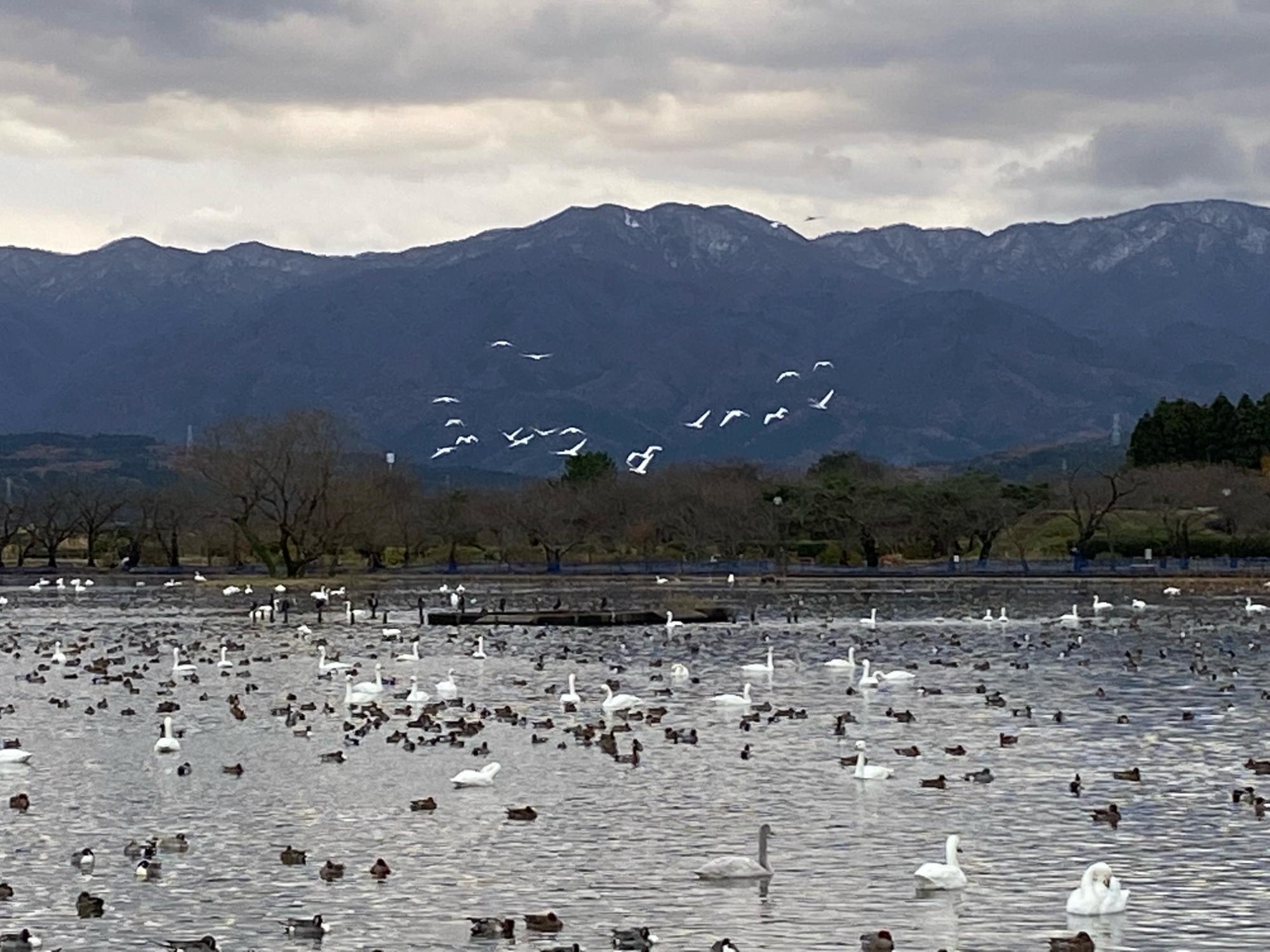 瓢湖の白鳥と五頭山