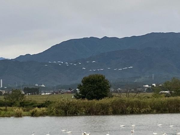 瓢湖　東新池　白鳥　221007