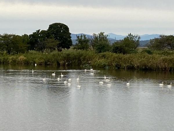 瓢湖　白鳥　東新池　221007-1