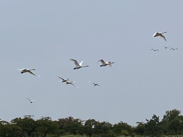 瓢湖　白鳥　221014-4