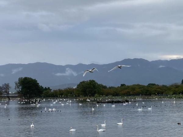 瓢湖　白鳥　221014-2