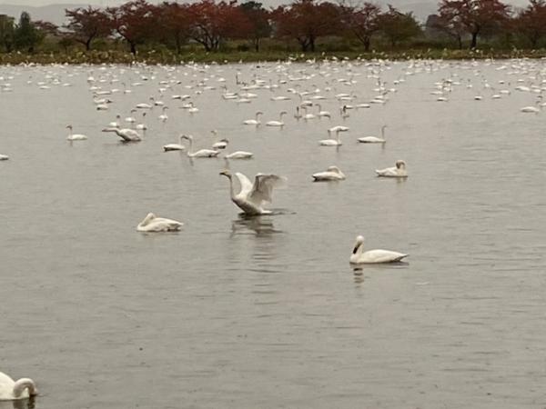 瓢湖の白鳥飛来数20221104-3