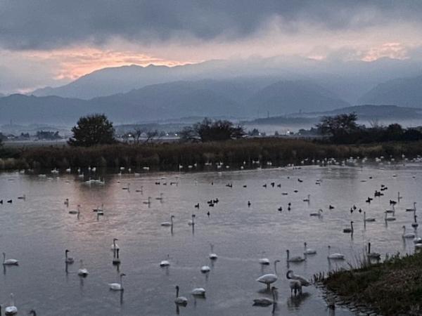 瓢湖の白鳥飛来数221111-2