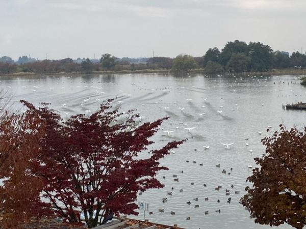 瓢湖の白鳥飛来数20221111-5