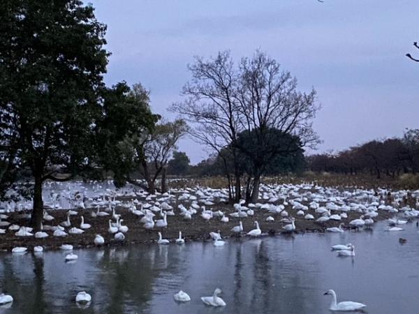 瓢湖の白鳥飛来数1122-1