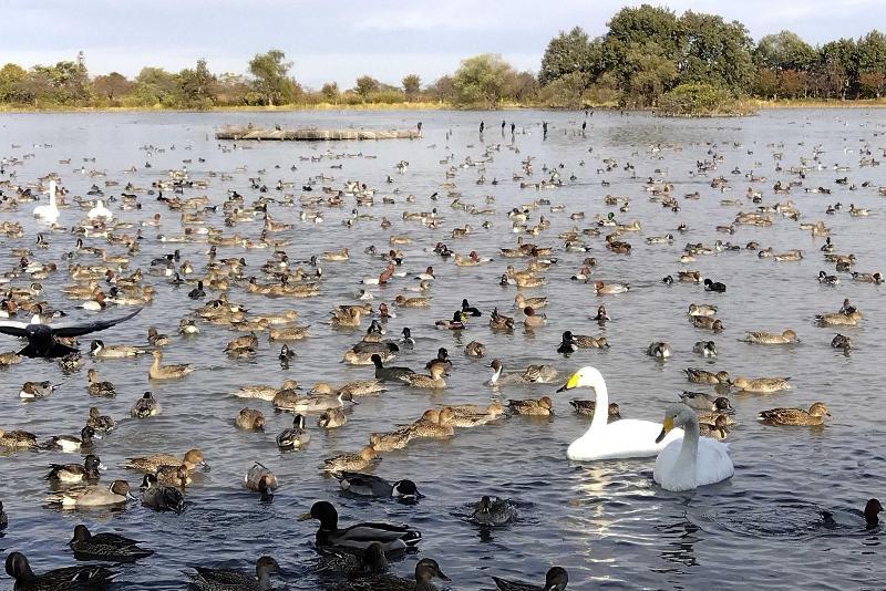 令和7年11月の白鳥の渡来状況／阿賀野市