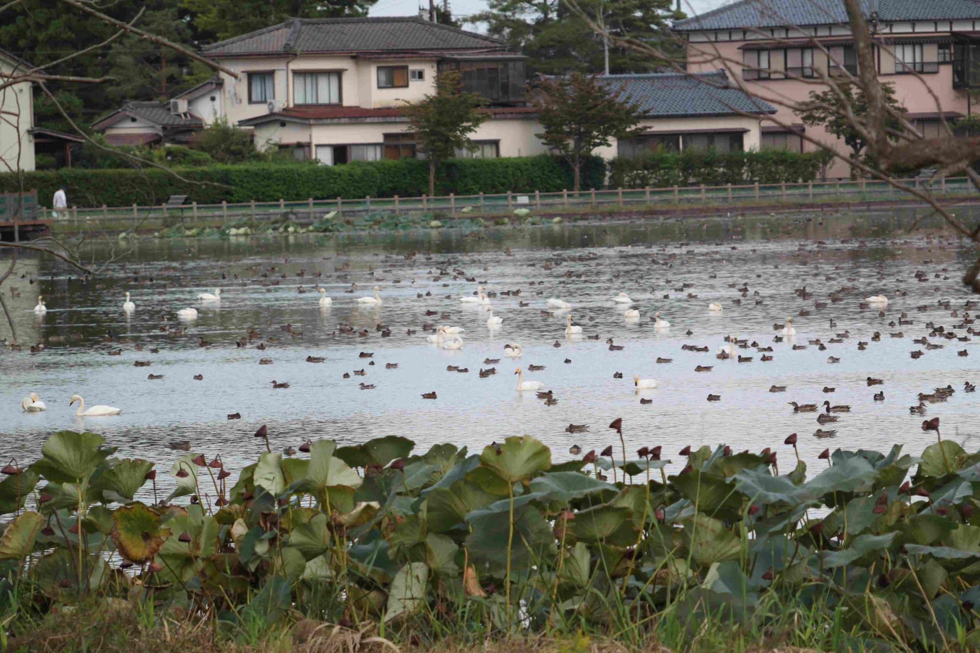 R071007白鳥飛来-03