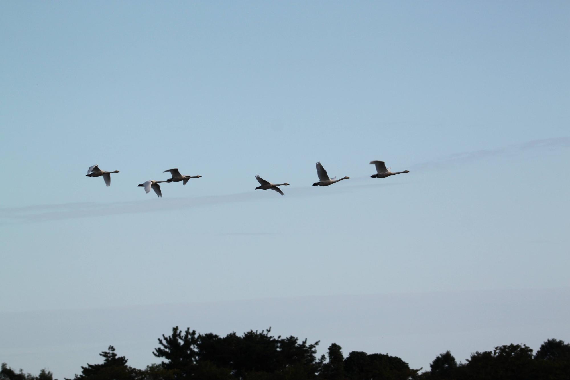 R071007白鳥飛来-01
