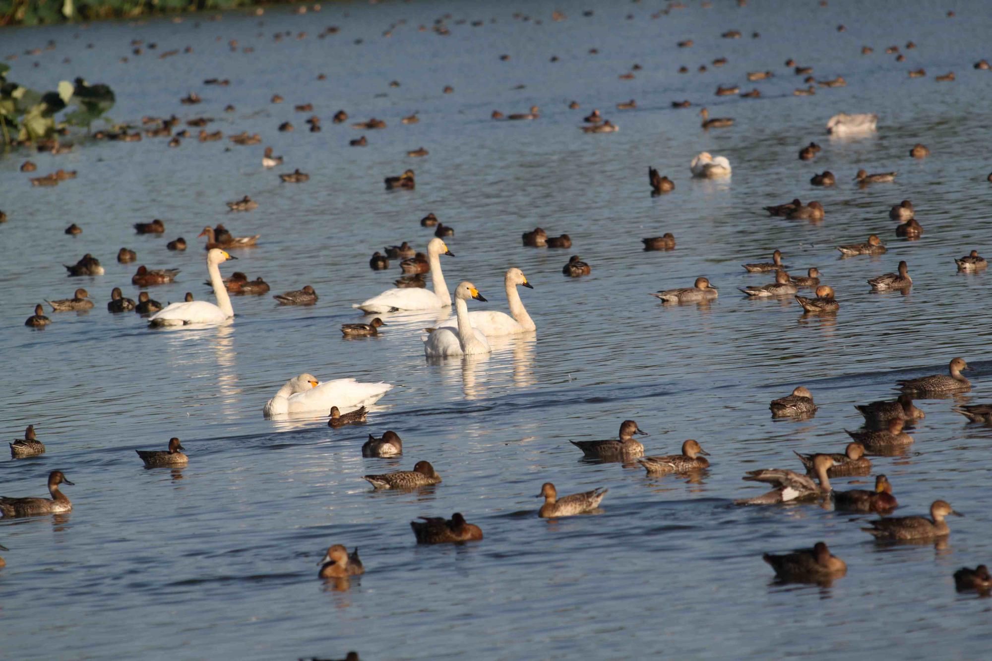 R071007白鳥飛来-04