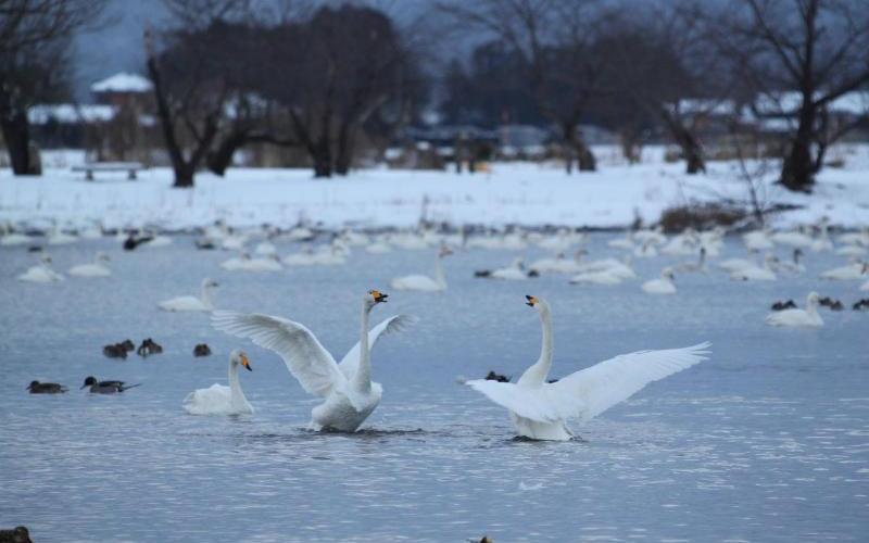 令和8年1月の白鳥の渡来状況／阿賀野市