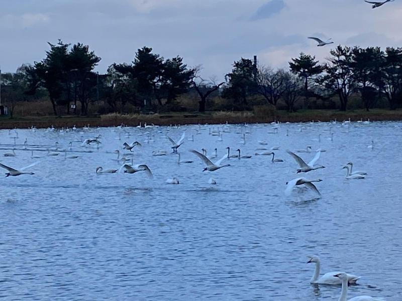 瓢湖ハクチョウ1208-4