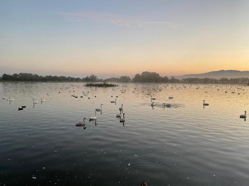 令和4年10月の白鳥の渡来状況／阿賀野市