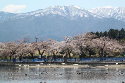 写真　サクラと瓢湖と五頭連峰