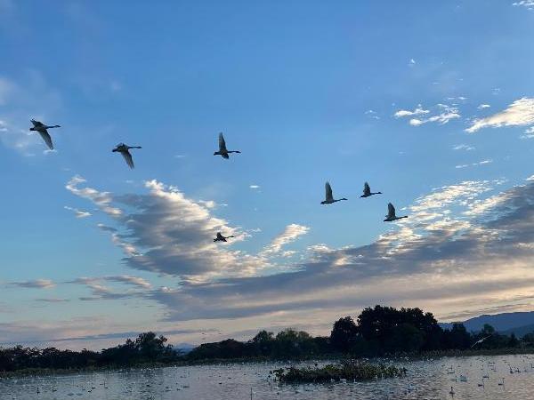 瓢湖の白鳥221028-4