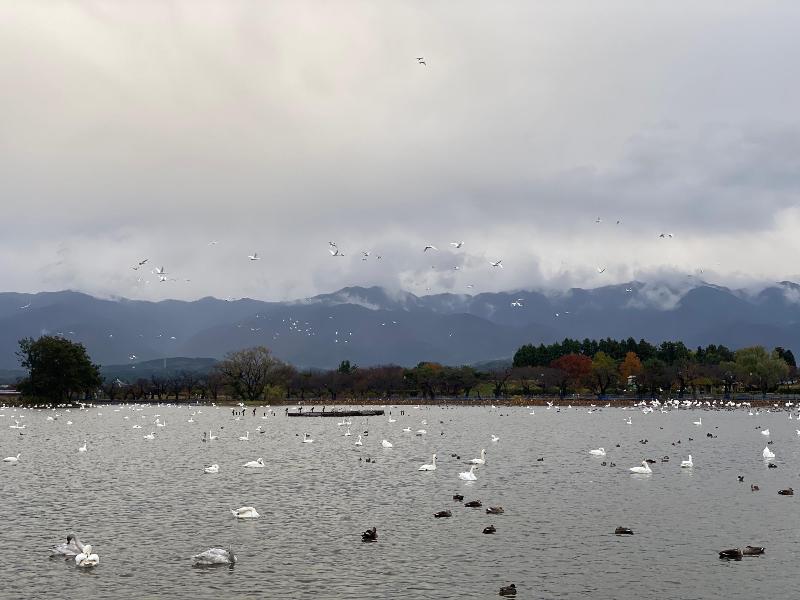 瓢湖ハクチョウ20241122-2