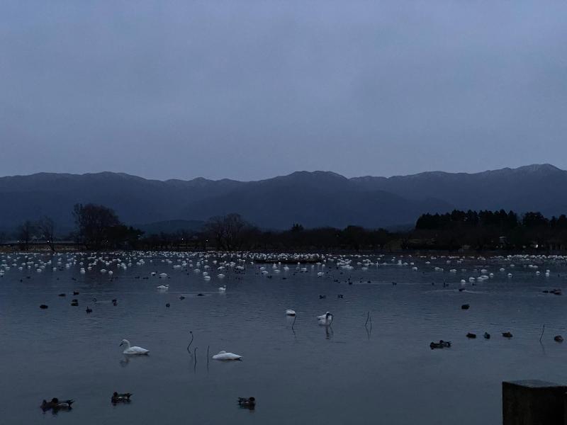 瓢湖ハクチョウ20231215-1