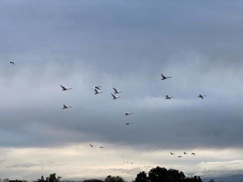 瓢湖ハクチョウ20241122-4