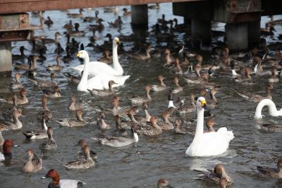 令和2年10月の白鳥の渡来状況/阿賀野市 令和2年10月の白鳥の渡来状況/阿賀野市