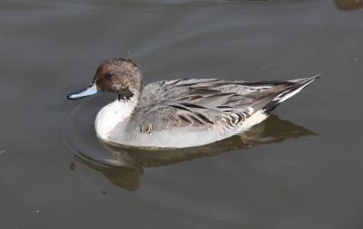 オナガガモ写真　１０月２８日