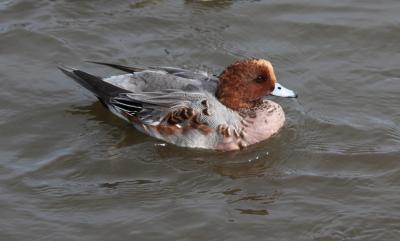 ヒドリガモ写真　１０月２８日