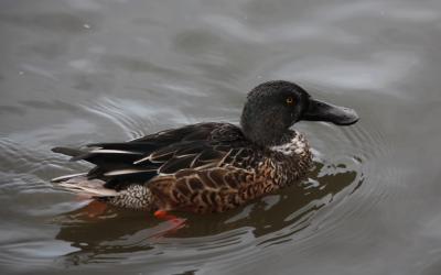 ハシビロガモ　１０月２８日