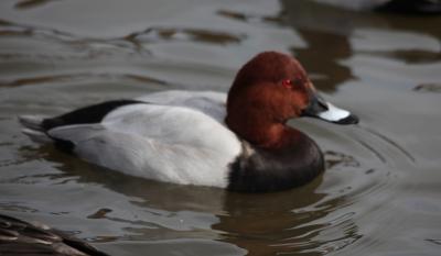 ホシハジロ　１０月２８日
