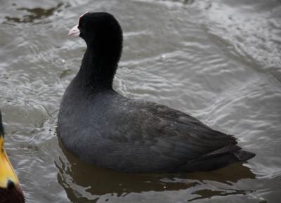 オオバン　１０月２８日