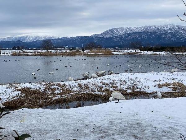 瓢湖　東新池　0217