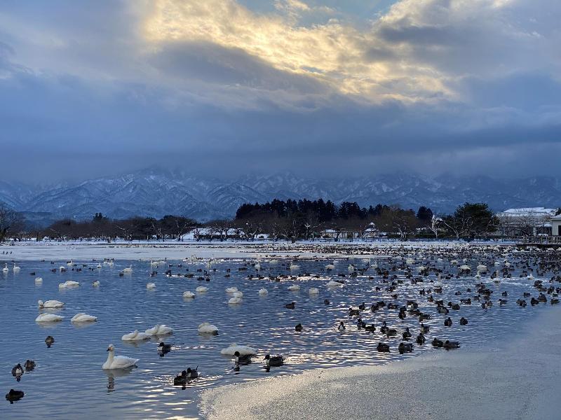 瓢湖ハクチョウ20250131-4