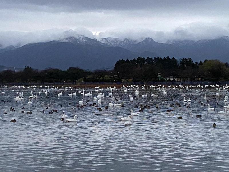 瓢湖ハクチョウ1208-2