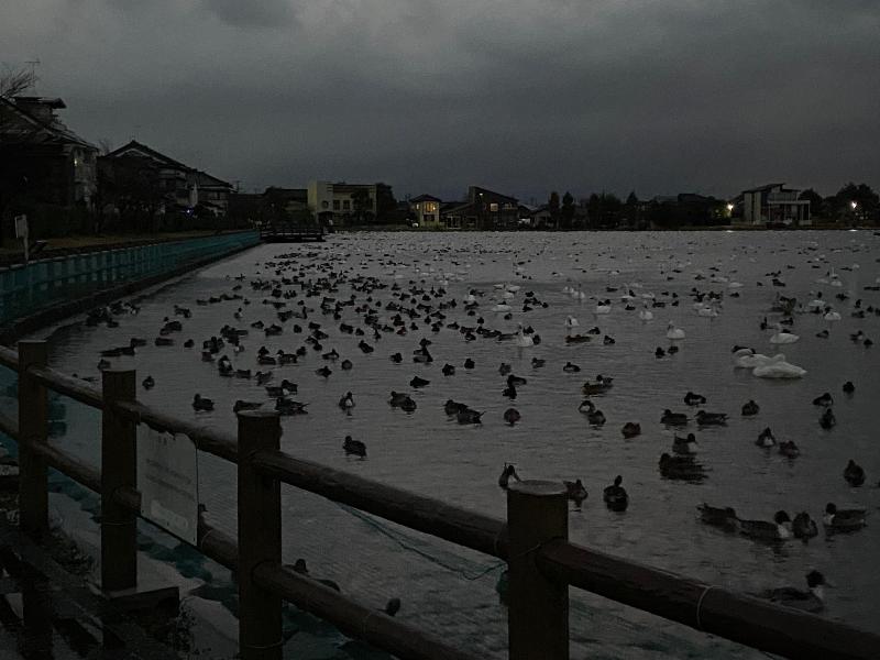 瓢湖ハクチョウ20241206-1