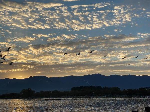 瓢湖の白鳥221028-5