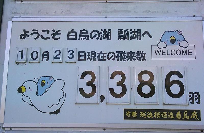 白鳥飛来数20261023
