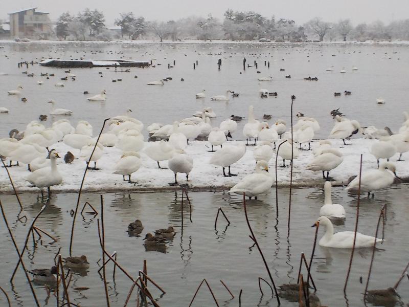 瓢湖ハクチョウ20250103-1