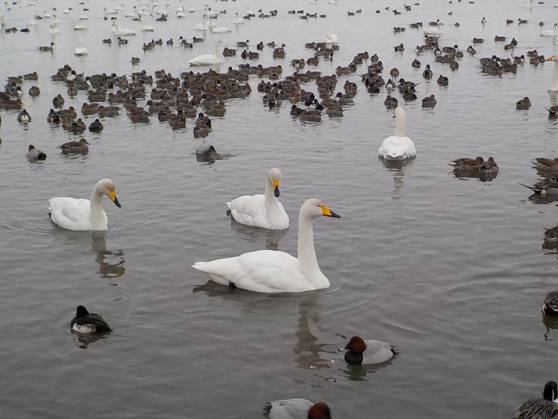 瓢湖ハクチョウ20250103-3