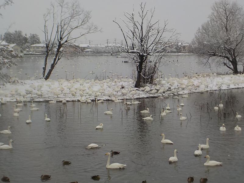 瓢湖ハクチョウ20250103-4