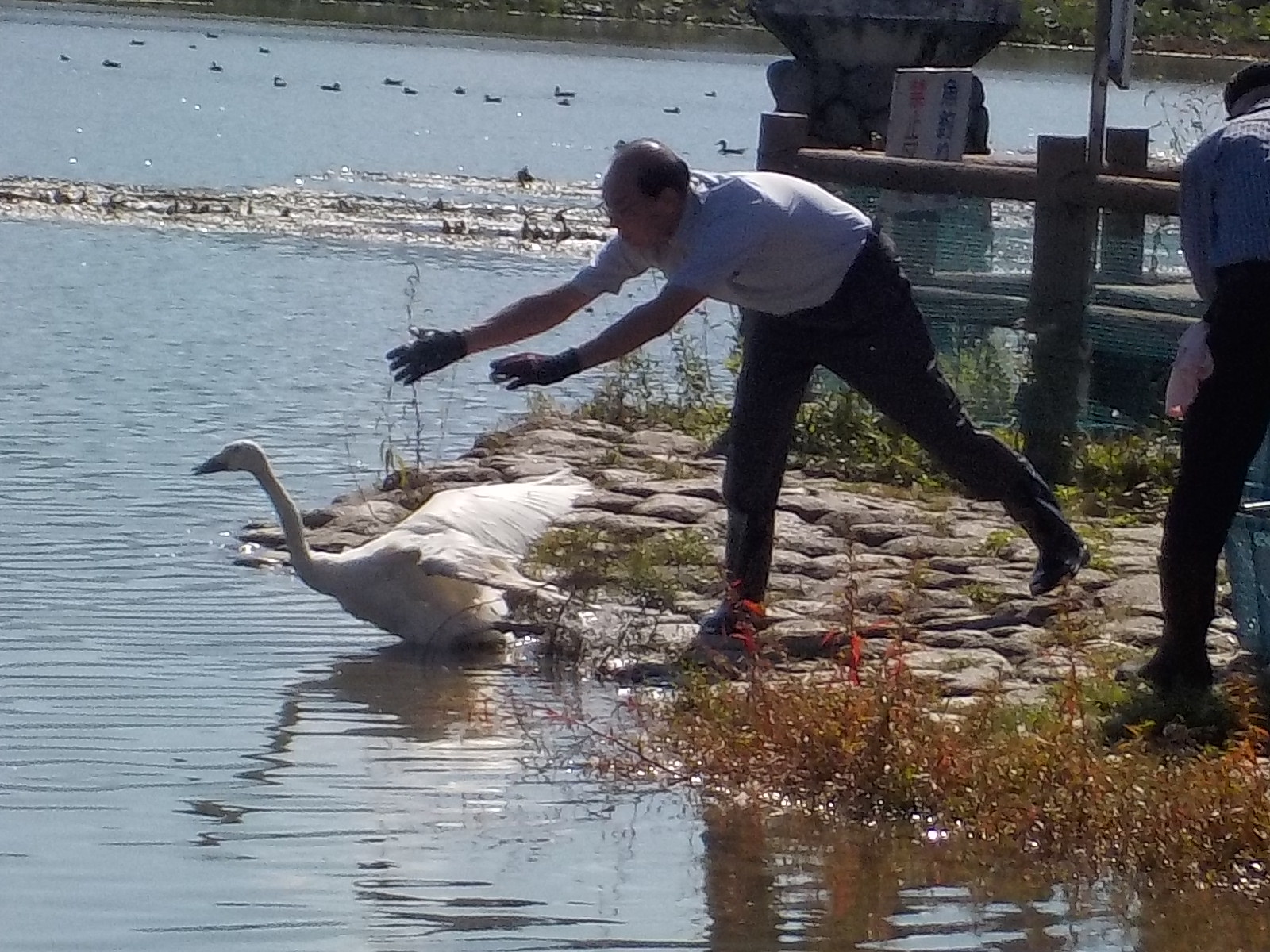 瓢湖水きん公園内で保護していた白鳥を放鳥しました／阿賀野市