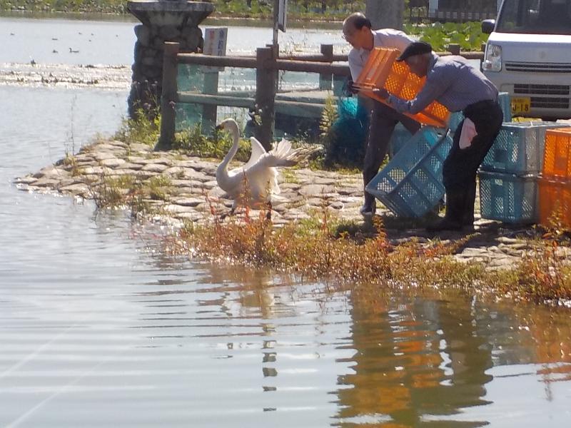 瓢湖水きん公園内で保護していた白鳥を放鳥しました／阿賀野市