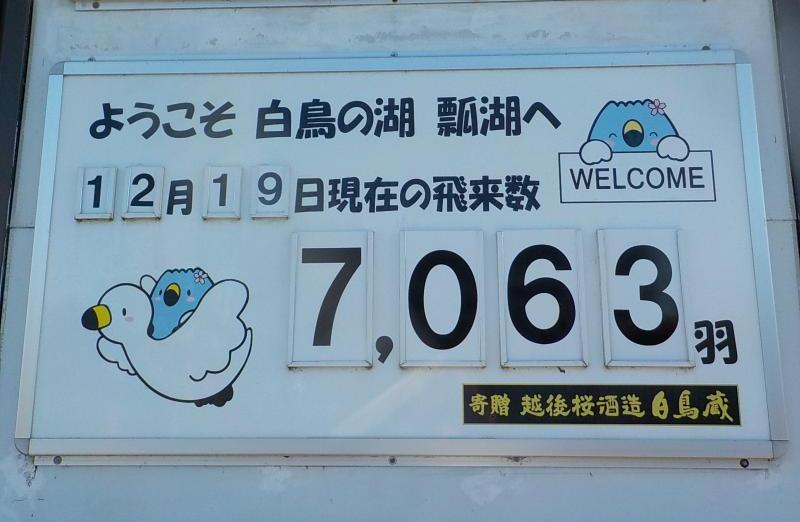 R071219白鳥飛来数