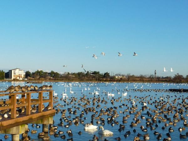 12月3日　瓢湖　白鳥観察舎より撮影