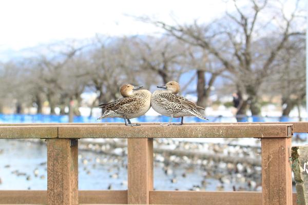 瓢湖　桟橋　0216