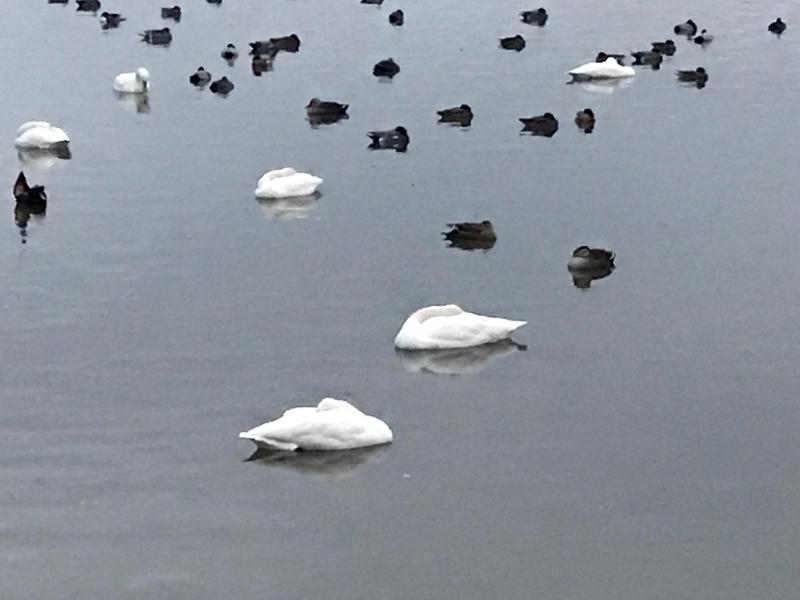 12月24日　瓢湖の白鳥　寝ている写真