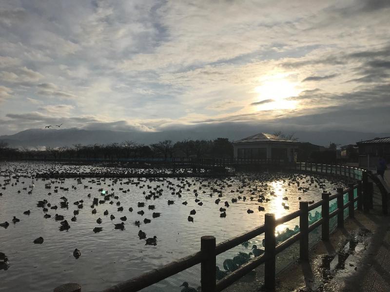 12月24日　朝の瓢湖　朝日