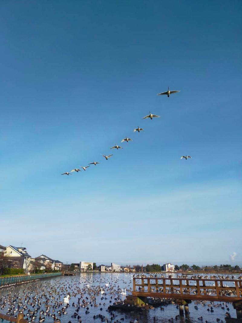 12月24日　瓢湖　白鳥飛び立ち